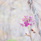 20211111 紫陽花 collection ♡ 2021-08
