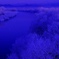 夜明けに輝く