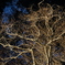 DSCF7176