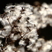 DSCF7190