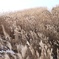 一月の岩湧山