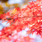 樹芸センターで紅葉 そのさん。