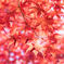 樹芸センターで紅葉 そのよん。