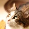 ねこ