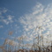 ススキと青空