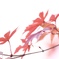 紅白