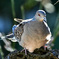 今日は梅の木に鳩さん 22-080