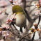 あたみ桜とメジロ