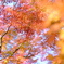 普門寺の紅葉