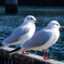 DSCN0195