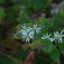 野に咲く花