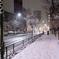 東京の雪。