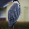 Grey Heron