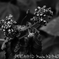 MINOLTA MD MACRO F3.5/50