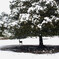 鹿と雪