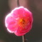 紅梅no.1