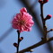 紅梅no.2