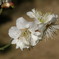 梅の花