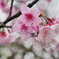 台北の寒桜01