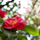 SDIM0748