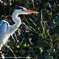 Gray heron