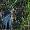 Purple heron