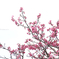 日本一早い桜