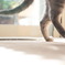 STEP