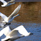 Swan