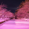 弘前　冬に咲くさくら　ライトアップ