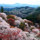 吉野山の桜　２０２１春①