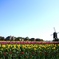 花祭り