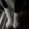猫の手
