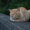 野良猫さん