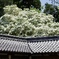 沙沙貴神社のなんじゃもんじゃの木