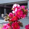 山茶花