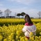 菜の花畑