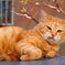 ねこ