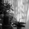 My windowsill 