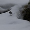 ハクセキレイ（on the snow）