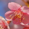 早咲きの桜