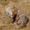 2022.1.29 東武動物公園 きつね