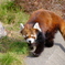 2022.1.29 東武動物公園 レッサーパンダ