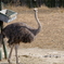 2022.1.29 東武動物公園 ダチョウ