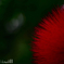 MINOLTA macro50/3.5