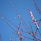空と月と梅と