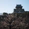 大阪城と梅