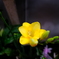 五月山緑化植物園