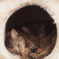 僕らはみんな生きている
