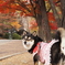 紅葉の中、振り向き美人